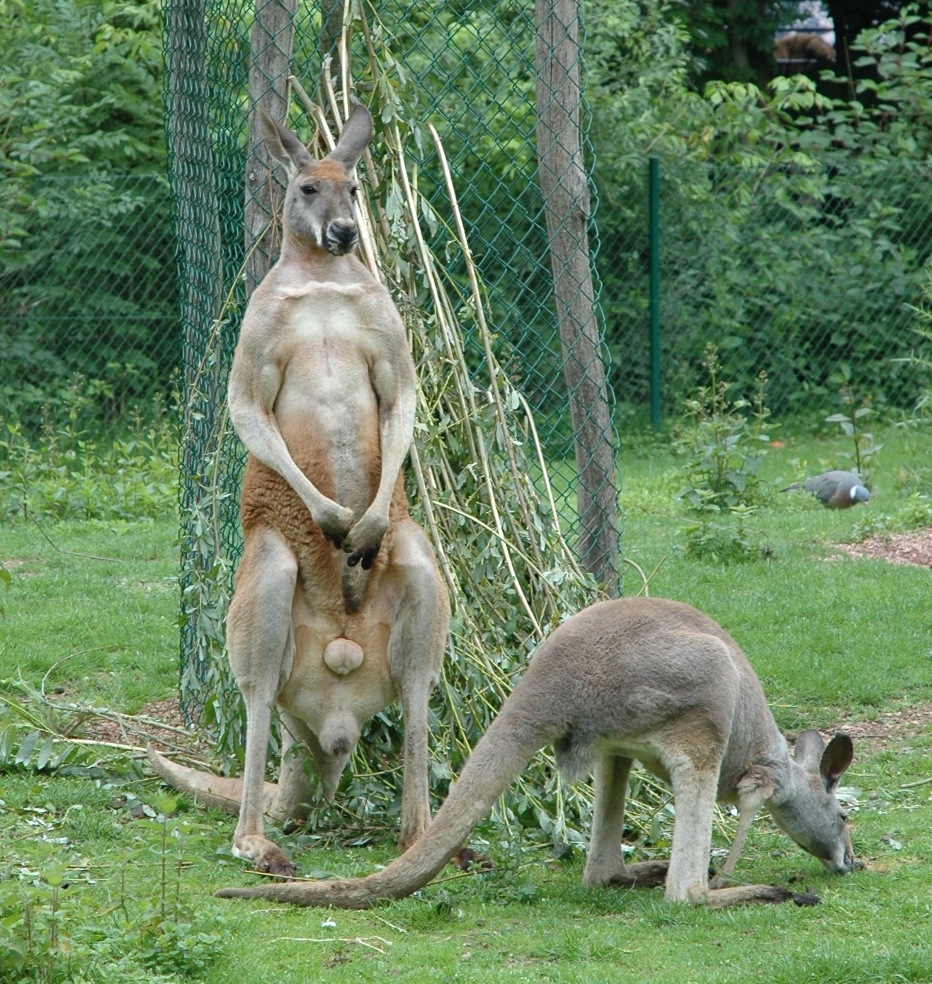 Macropodidae Macropus rufus