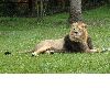 image of Panthera leo