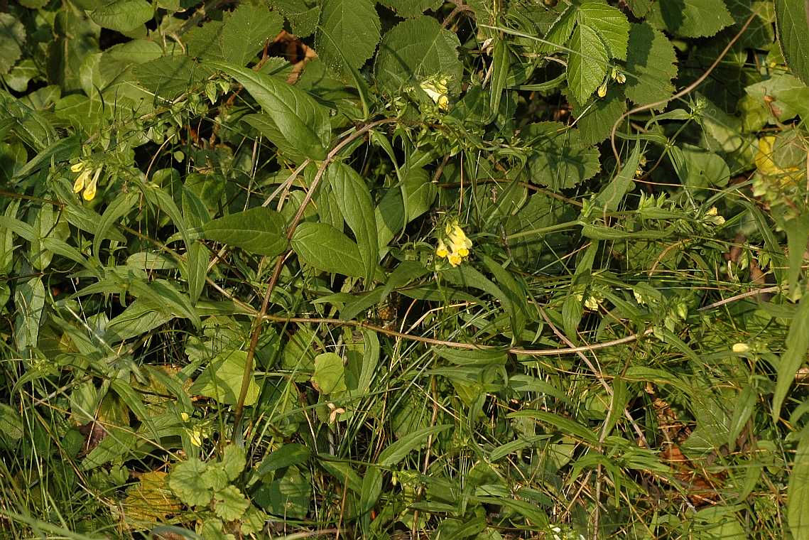 Orobanchaceae Melampyrum pratense