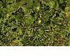 image of Melampyrum pratense