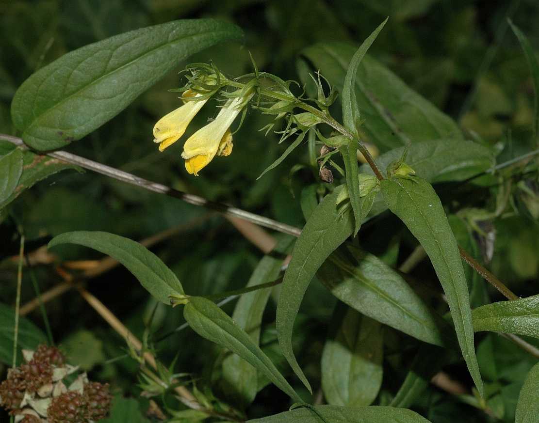 Orobanchaceae Melampyrum pratense