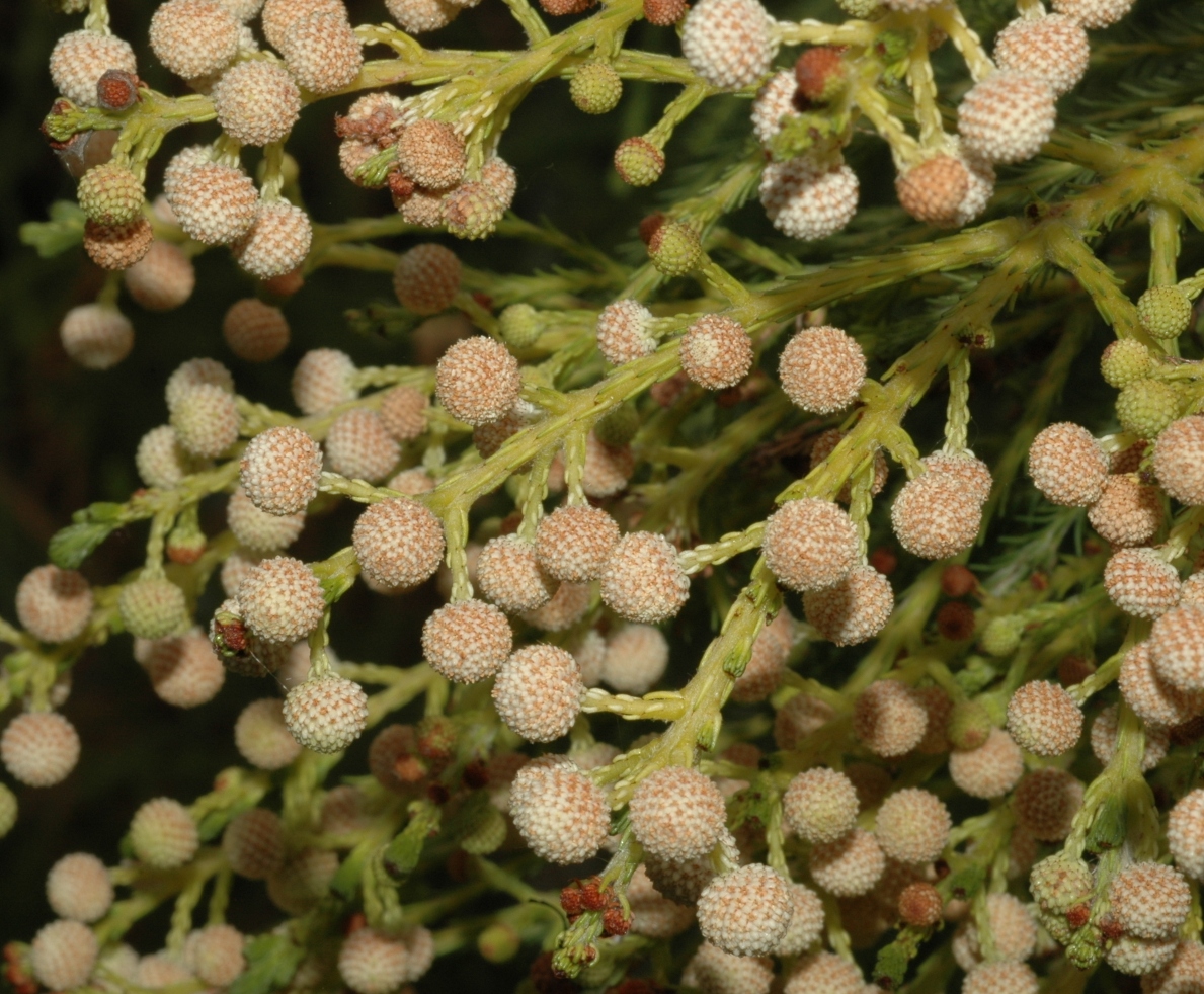 Bruniaceae Berzelia lanuginosa