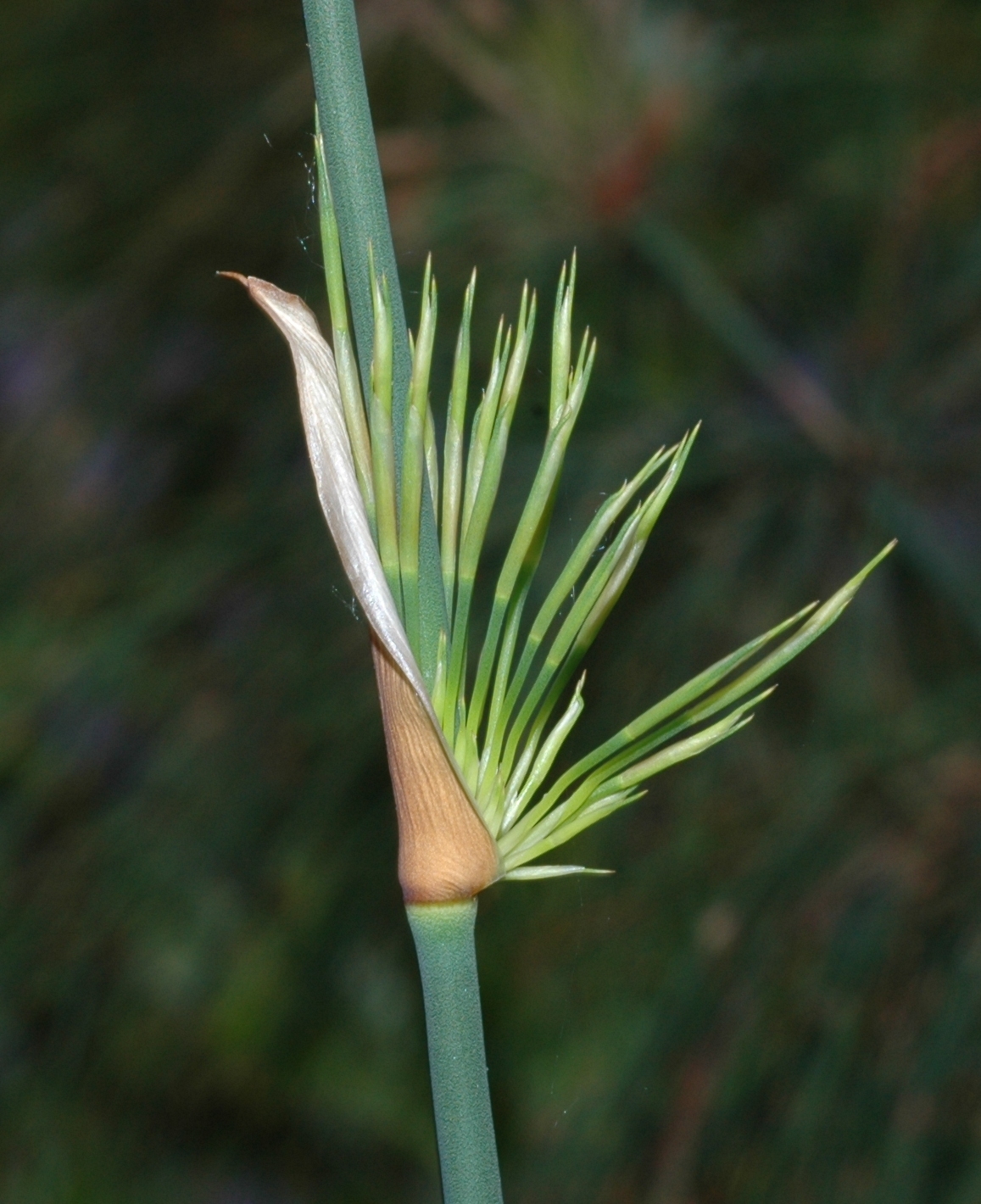 Restionaceae Elegia capensis