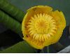 image of Nuphar lutea
