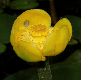 image of Nuphar lutea