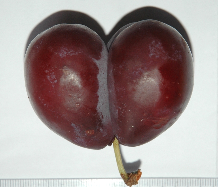 Rosaceae Prunus domestica