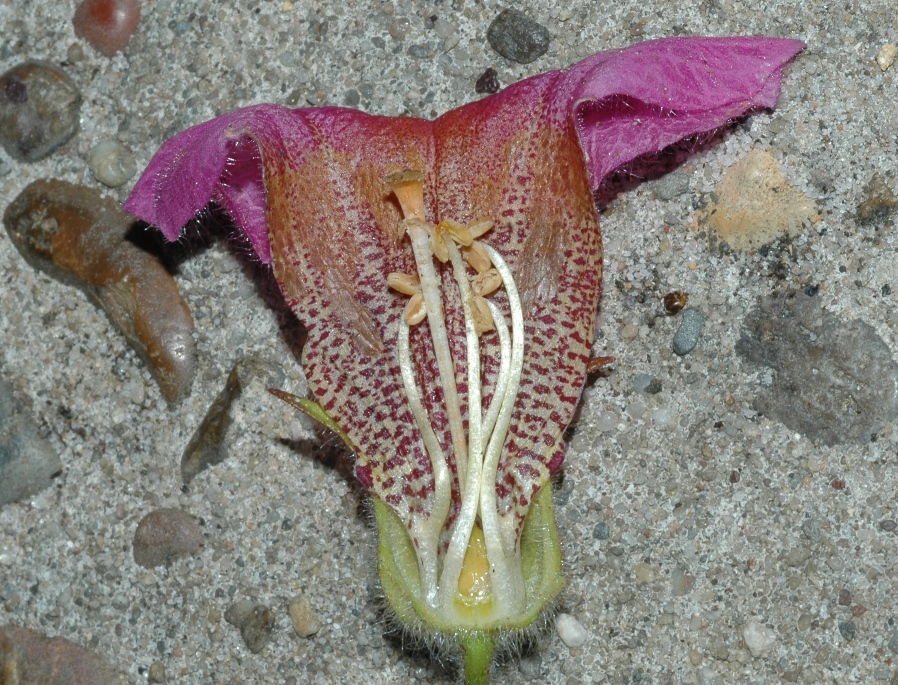 Scrophulariaceae Rehmannia elata