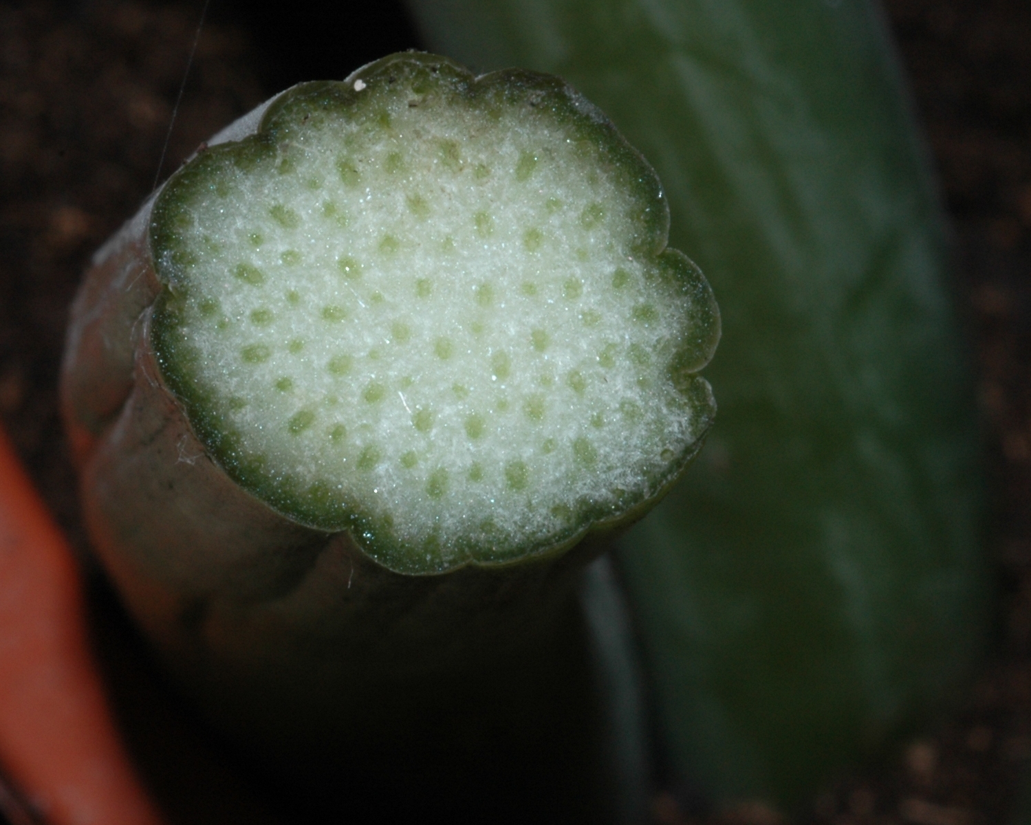 Araceae Zamioculcas zamiifolia