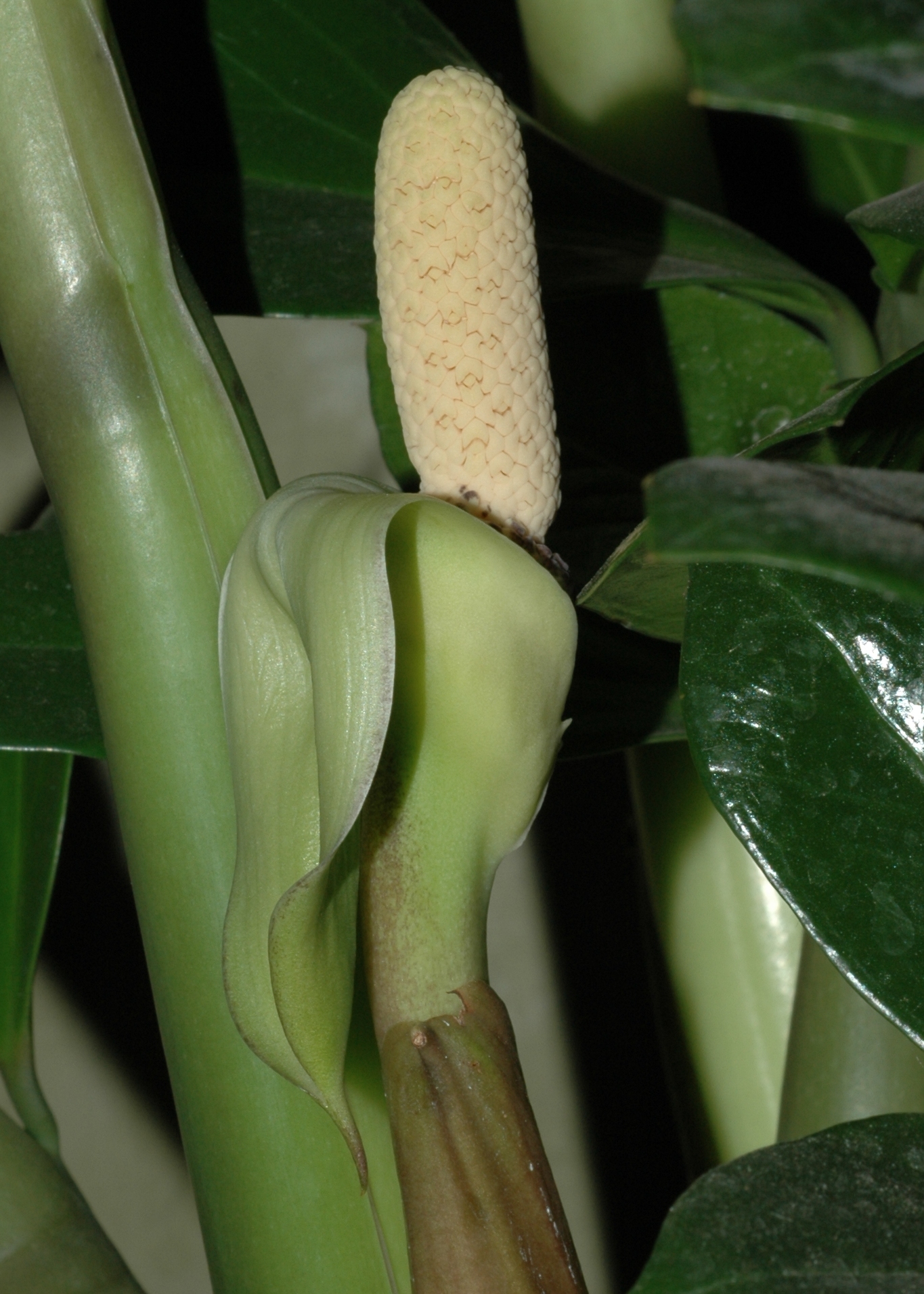 Araceae Zamioculcas zamiifolia