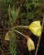 image of Oenothera erythrosepala