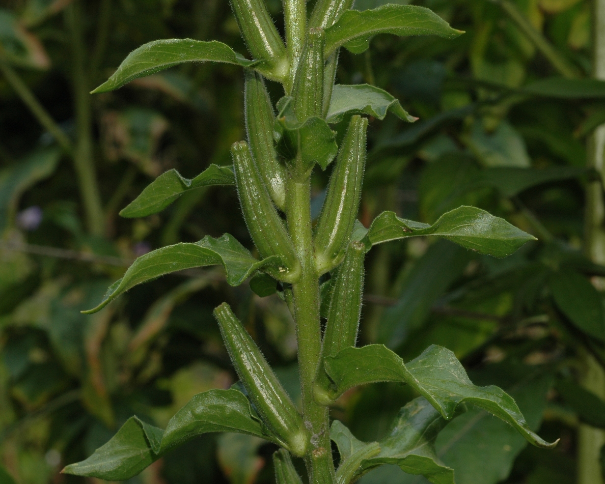 Onagraceae Oenothera erythrosepala