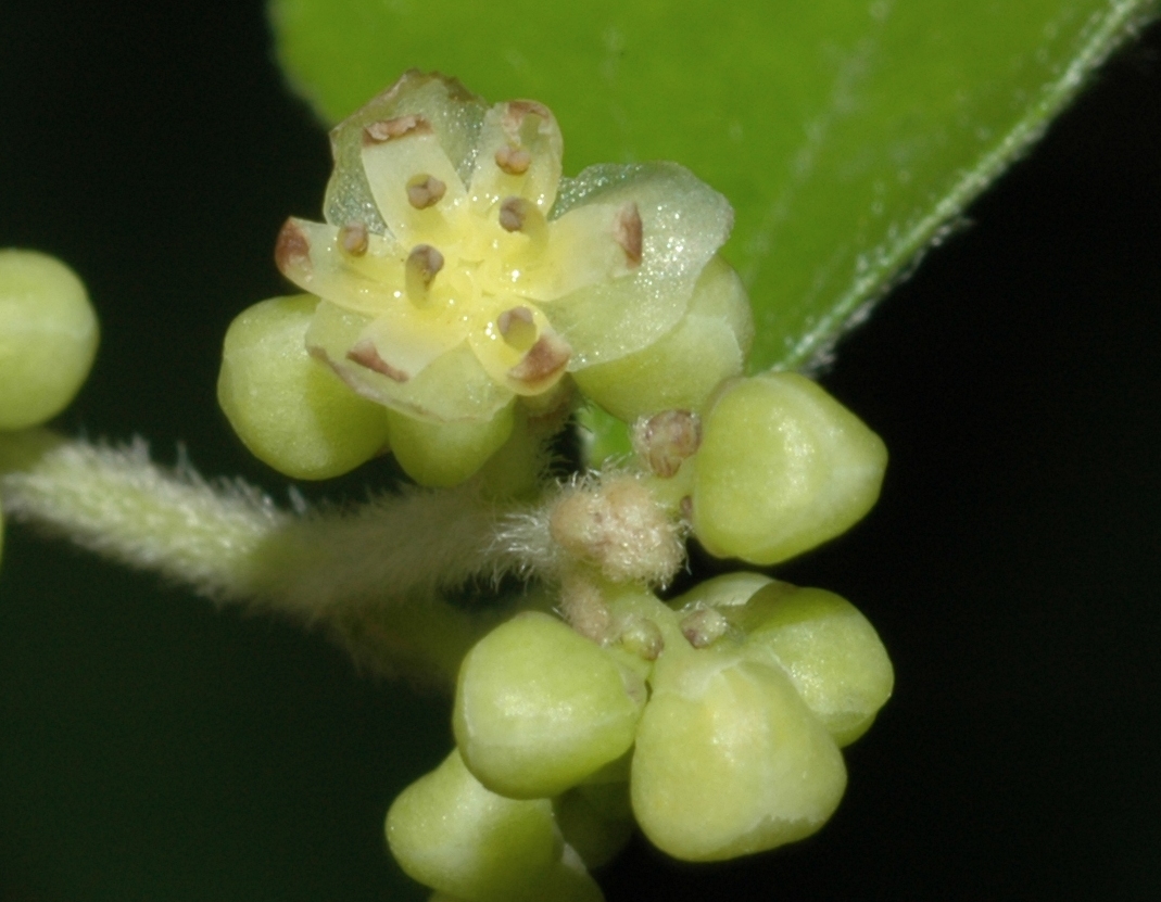 Menispermaceae Cocculus orbiculatus