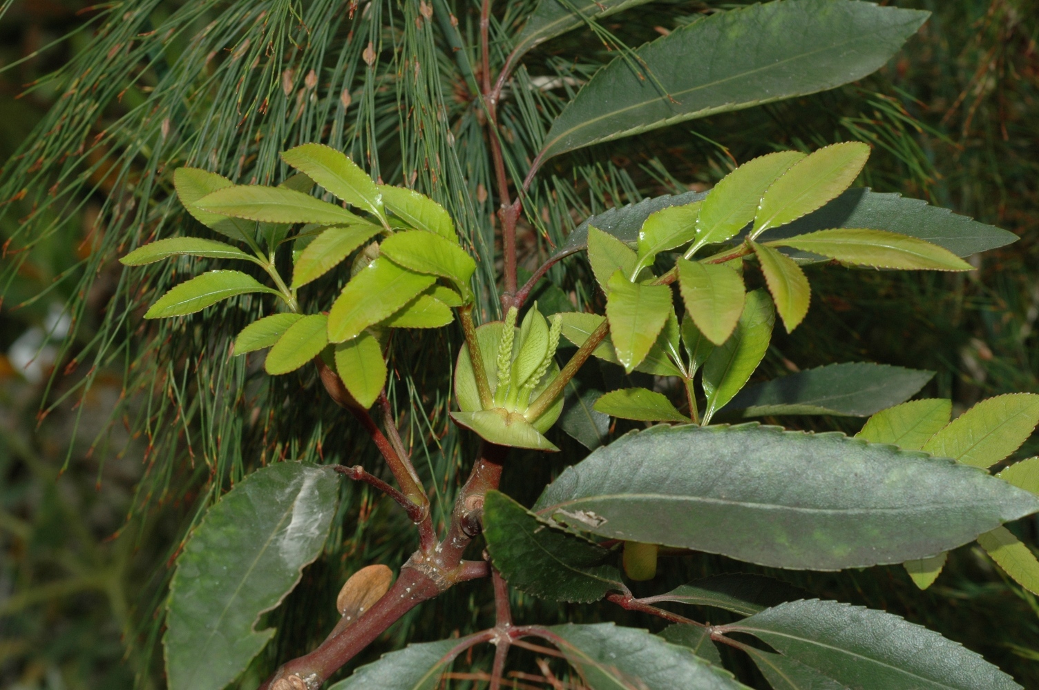 Cunoniaceae Cunonia capensis