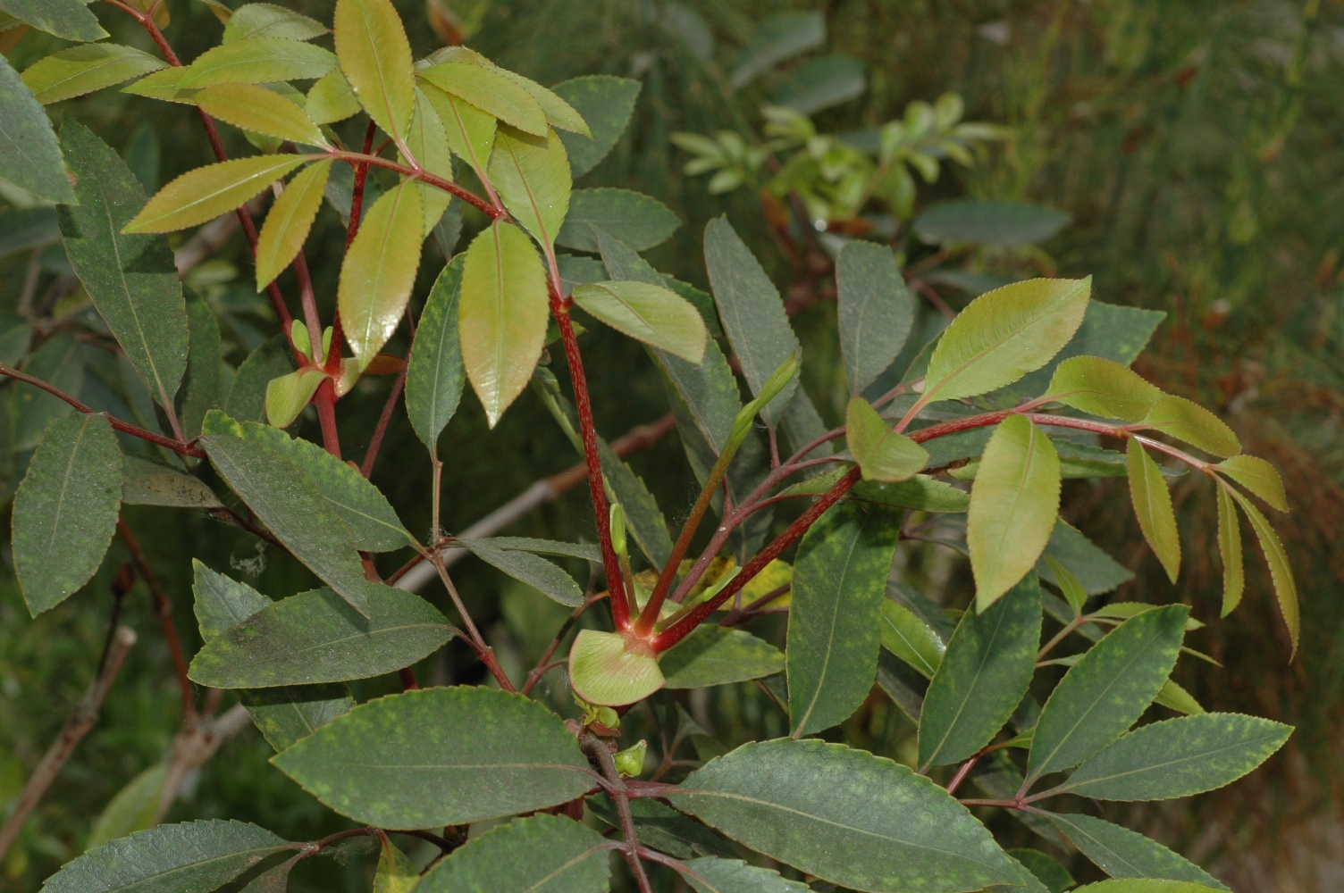 Cunoniaceae Cunonia capensis