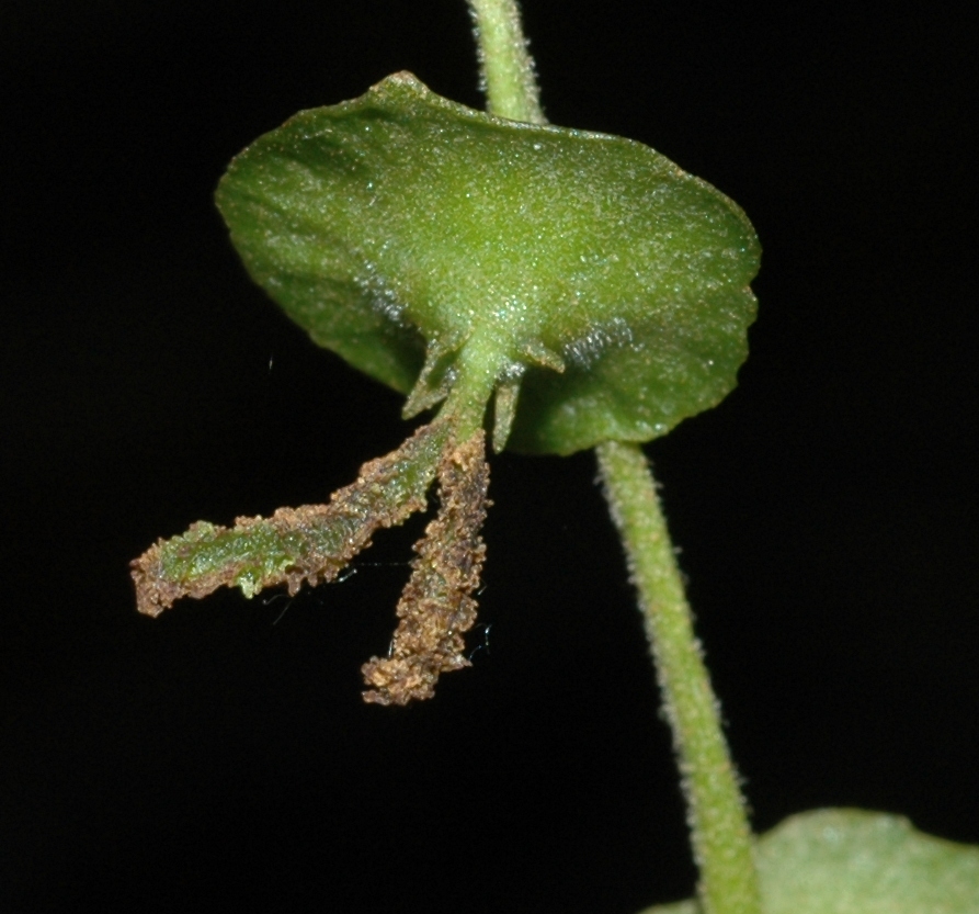 Juglandaceae Cyclocarya paliurus