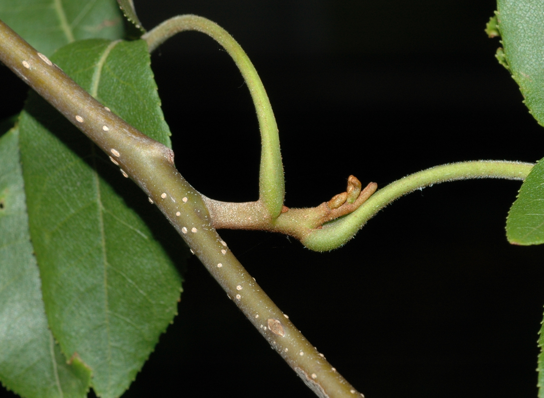 Juglandaceae Cyclocarya paliurus