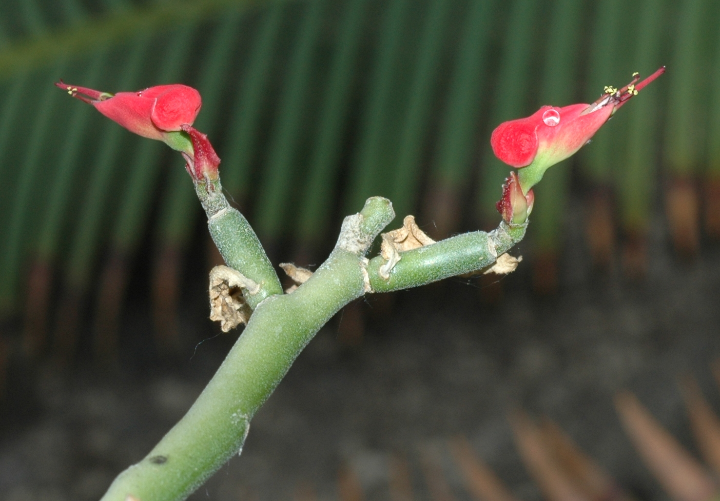 Euphorbiaceae Euphorbia tithymaloides