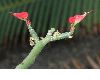 image of Euphorbia tithymaloides