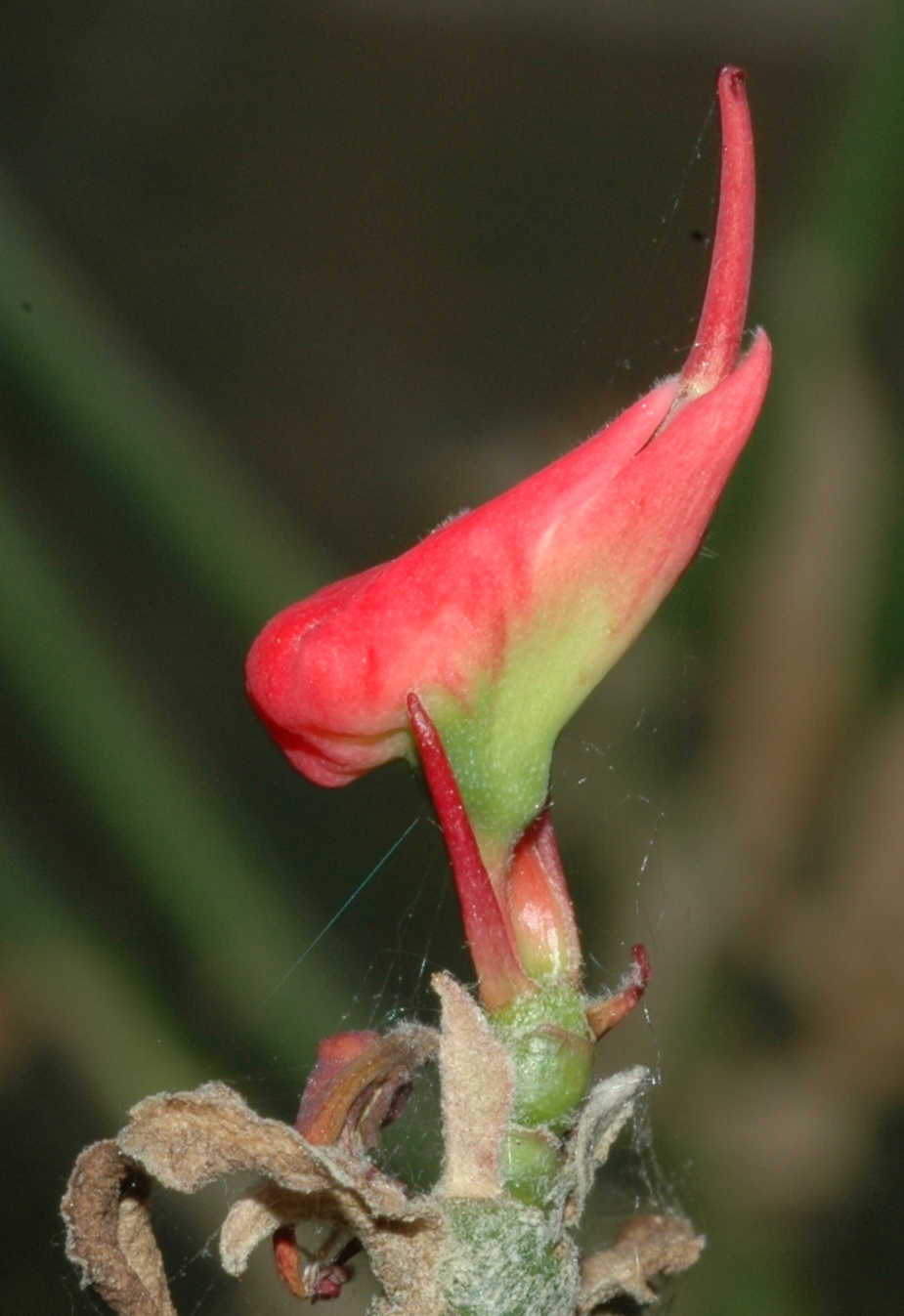 Euphorbiaceae Euphorbia tithymaloides