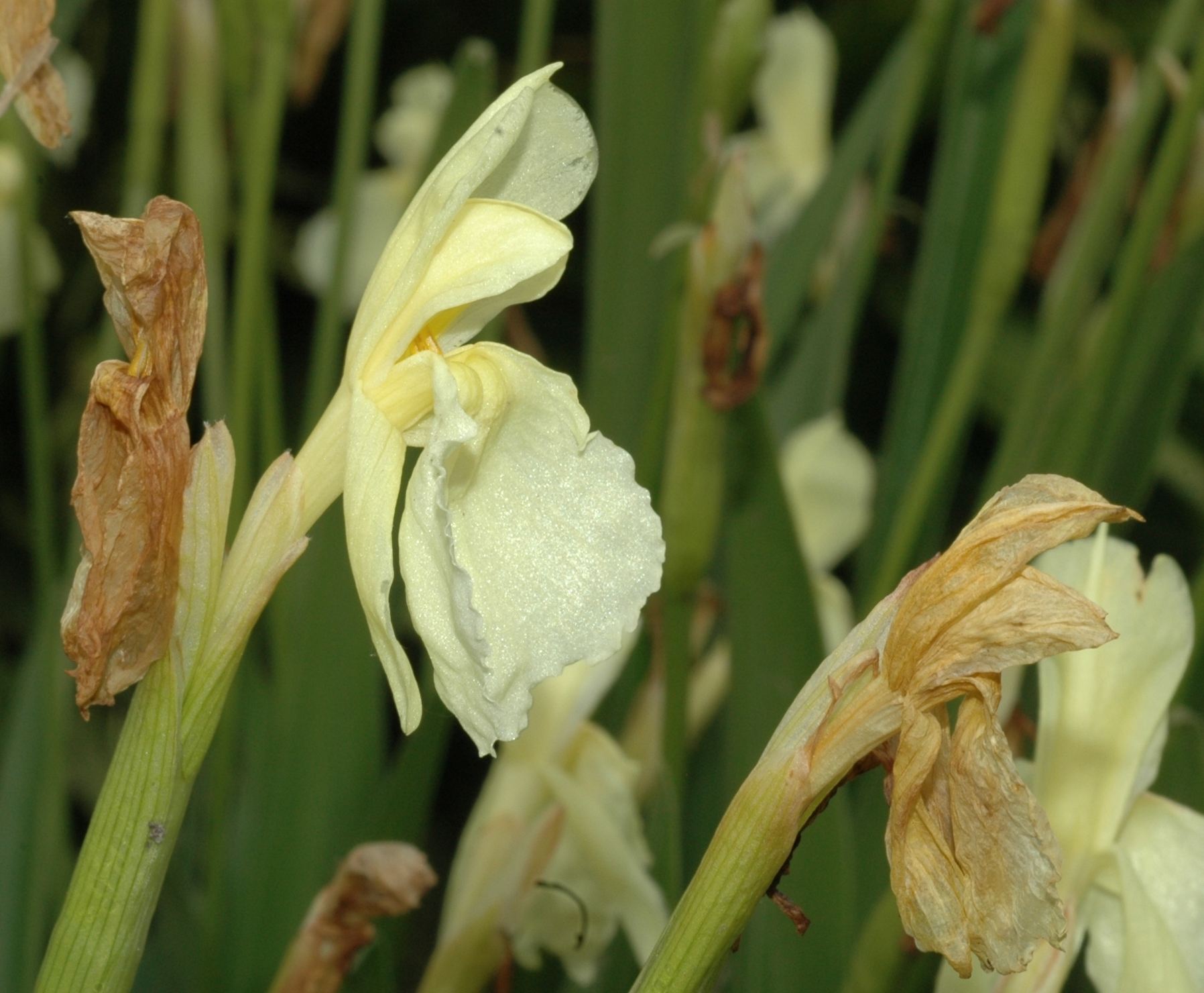 Zingiberaceae Roscoea cautleoides