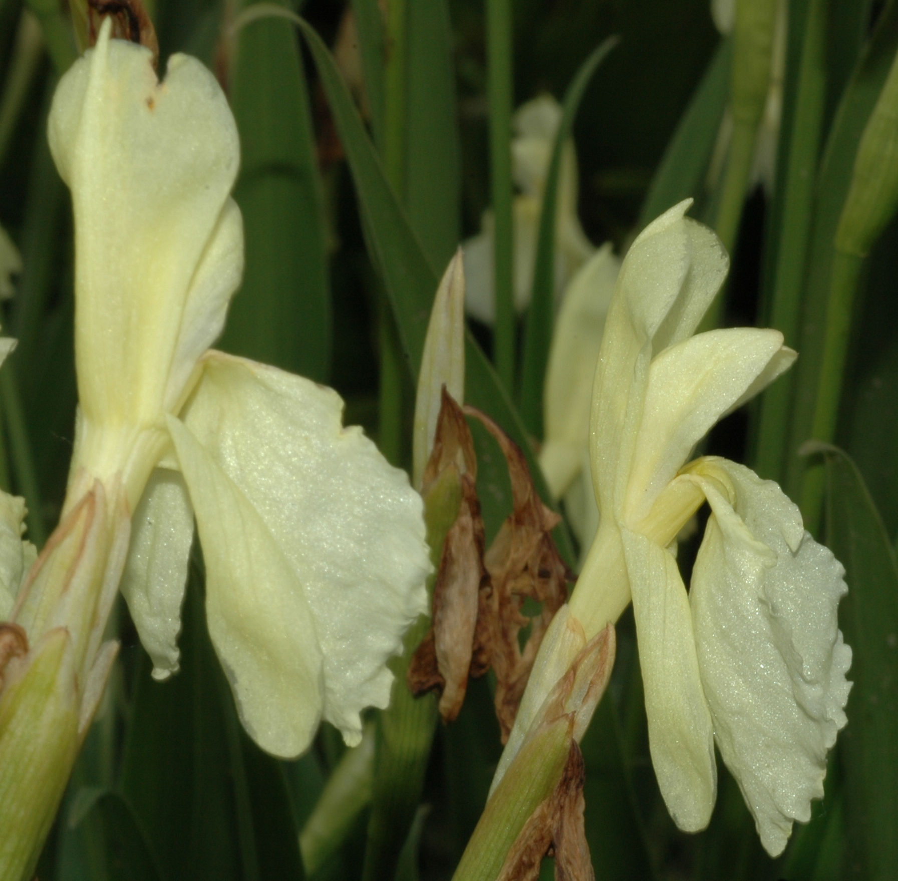 Zingiberaceae Roscoea cautleoides