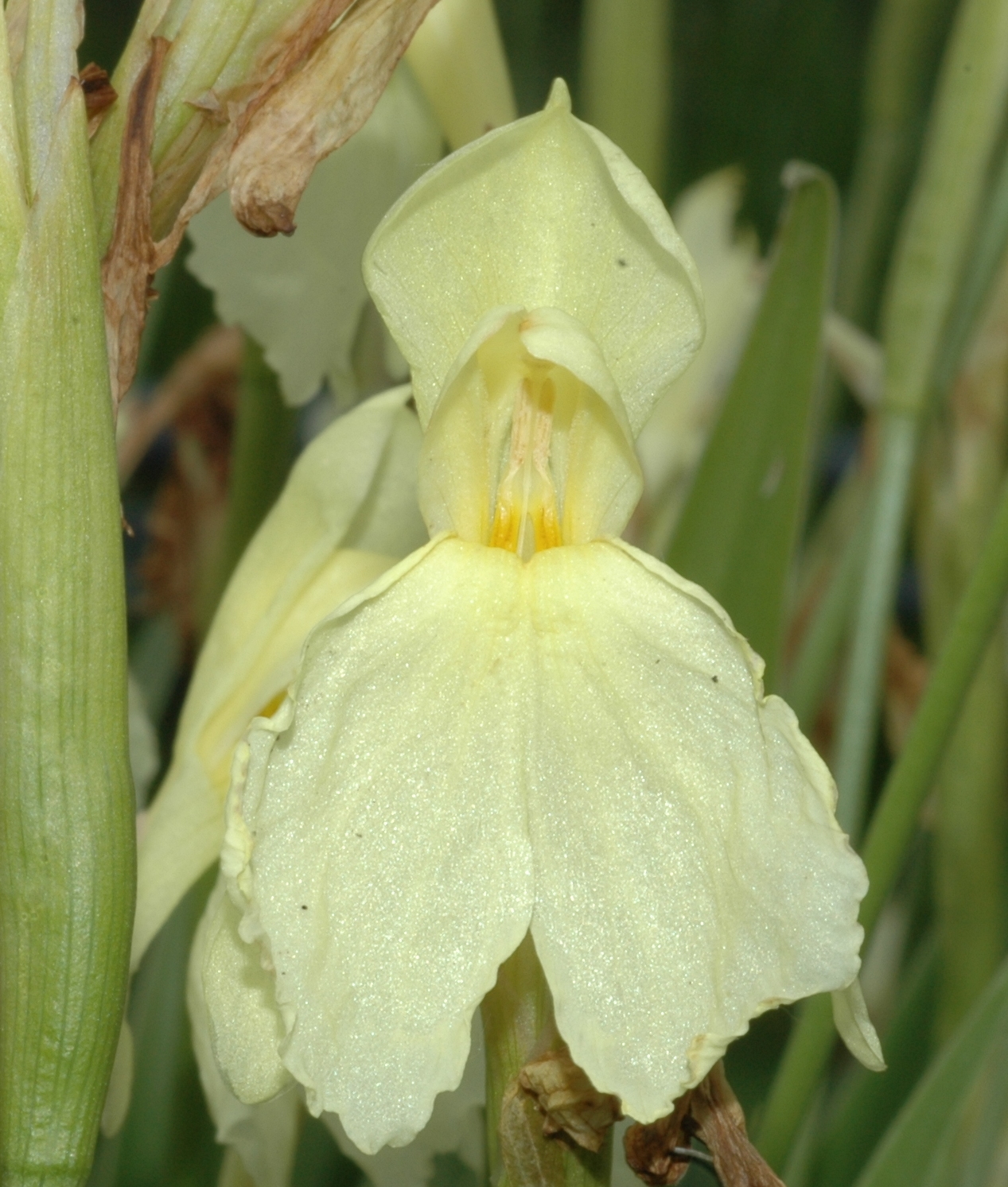 Zingiberaceae Roscoea cautleoides