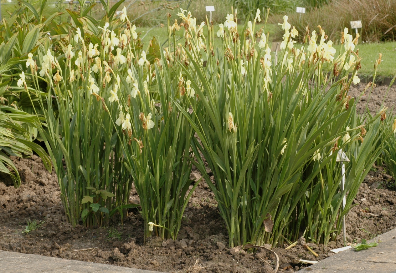 Zingiberaceae Roscoea cautleoides