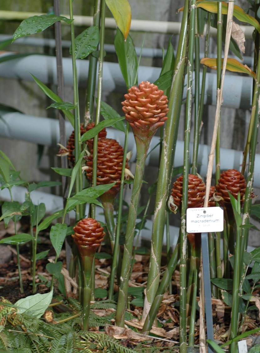 Zingiberaceae Zingiber macradenium