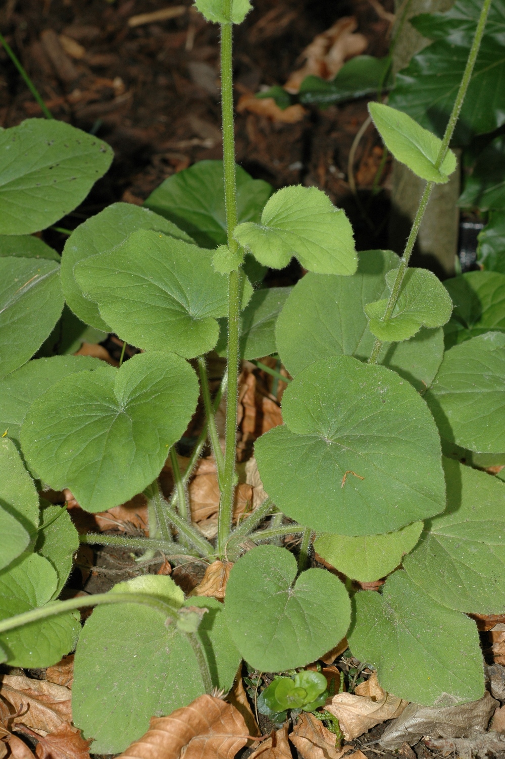 Asteraceae Doronicum pardalianches