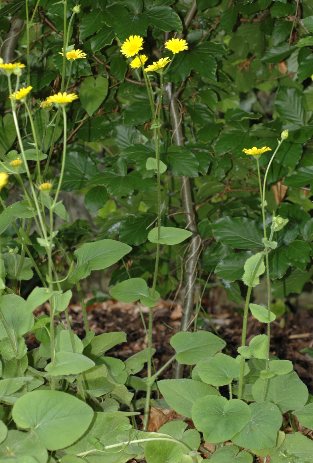 Asteraceae Doronicum pardalianches