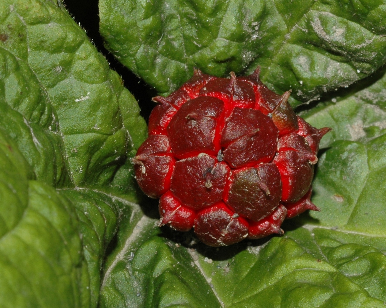 Ranunculaceae Hydrastis canadensis