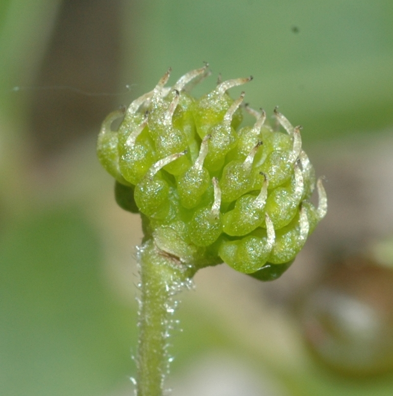 Ranunculaceae Knowltonia capensis
