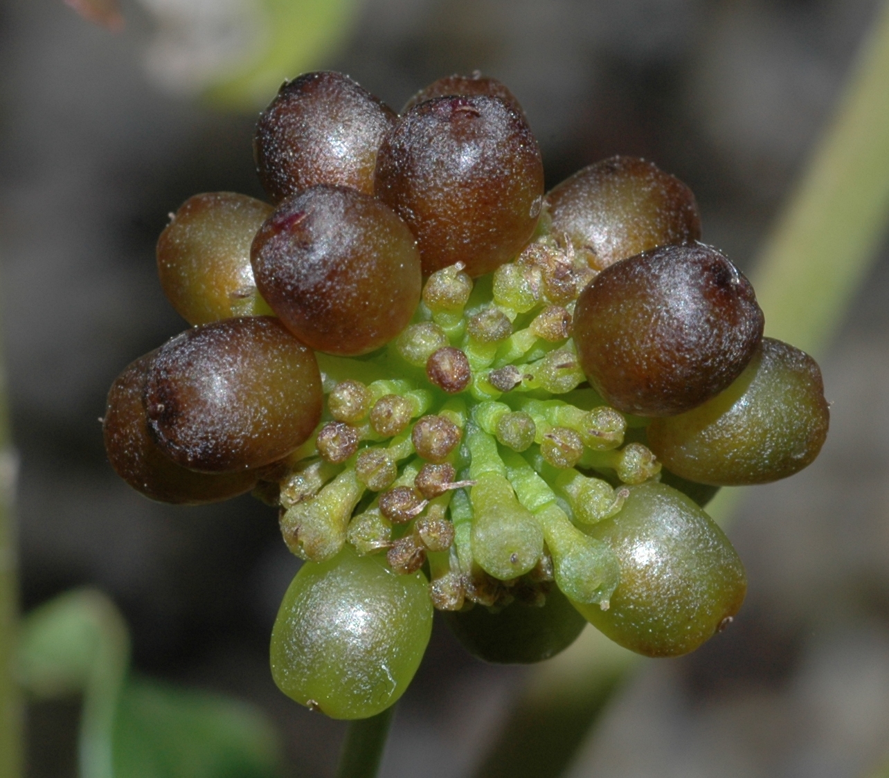 Ranunculaceae Knowltonia capensis