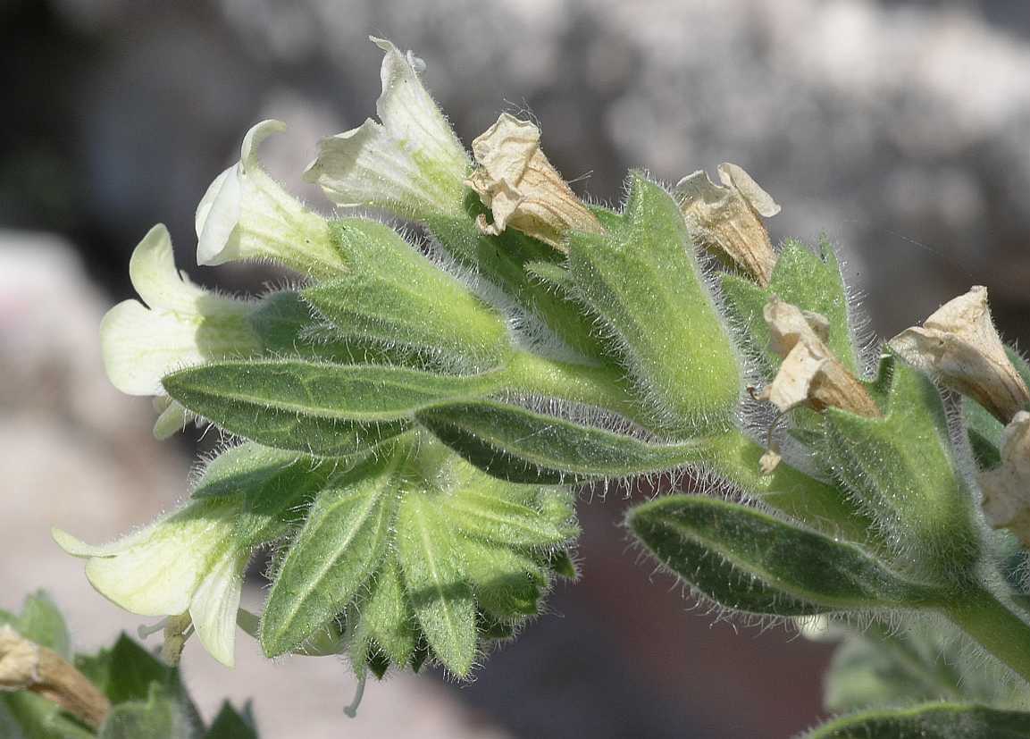 Solanaceae Hyoscyamus albus