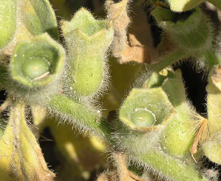 Solanaceae Hyoscyamus albus