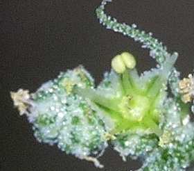 Amaranthaceae Chenopodium album