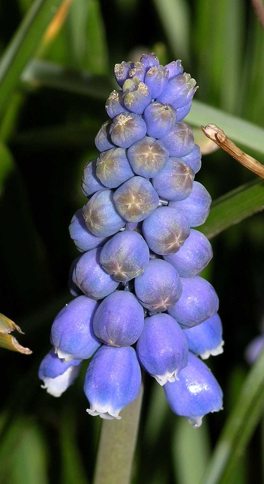 Hyacinthaceae Muscari 