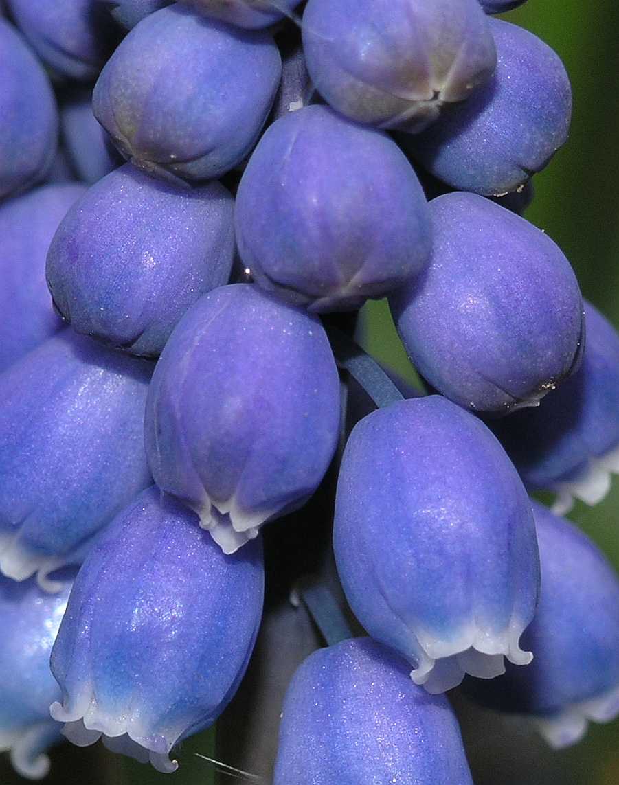 Hyacinthaceae Muscari 