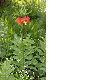 image of Fritillaria imperialis