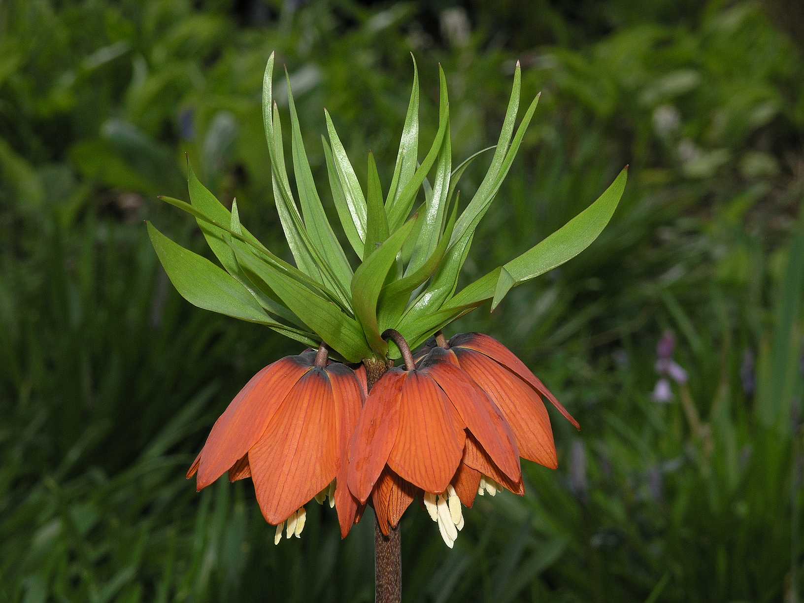 Liliaceae Fritillaria imperialis