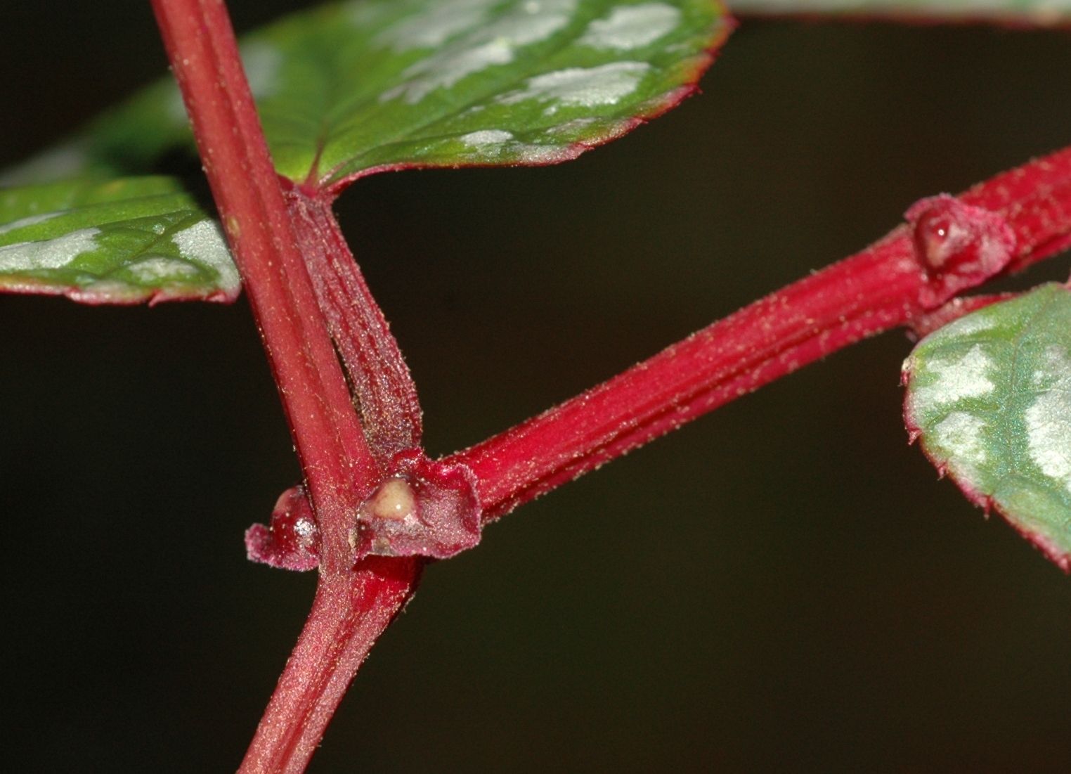 Vitaceae Cissus discolor
