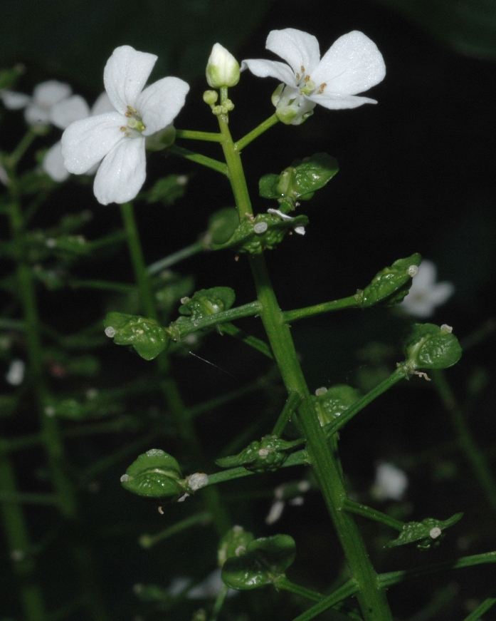 Brassicaceae Pachyphragma macrophylla