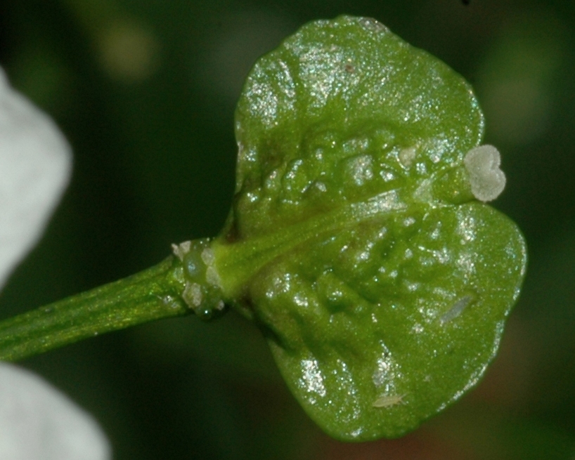 Brassicaceae Pachyphragma macrophylla
