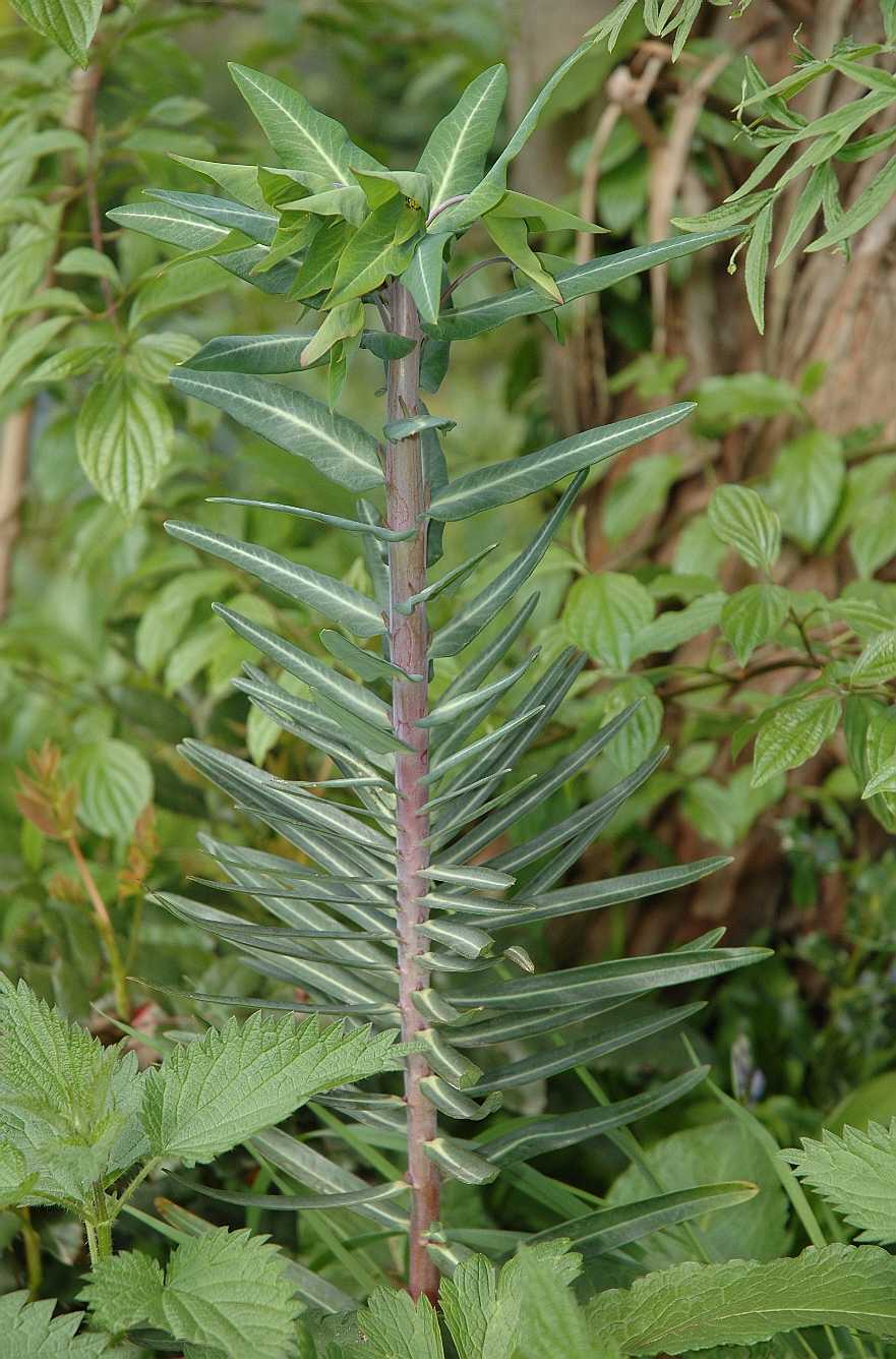 Euphorbiaceae Euphorbia cruciata