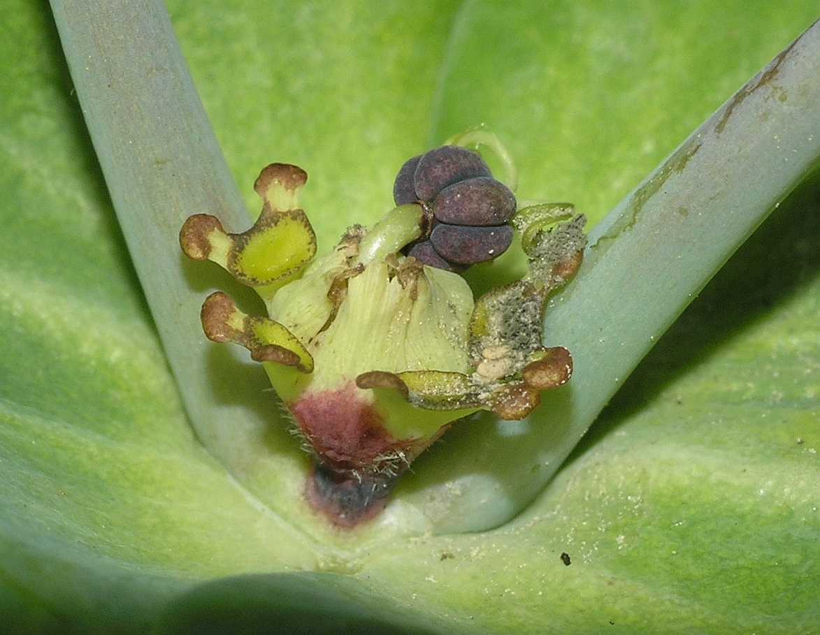 Euphorbiaceae Euphorbia cruciata
