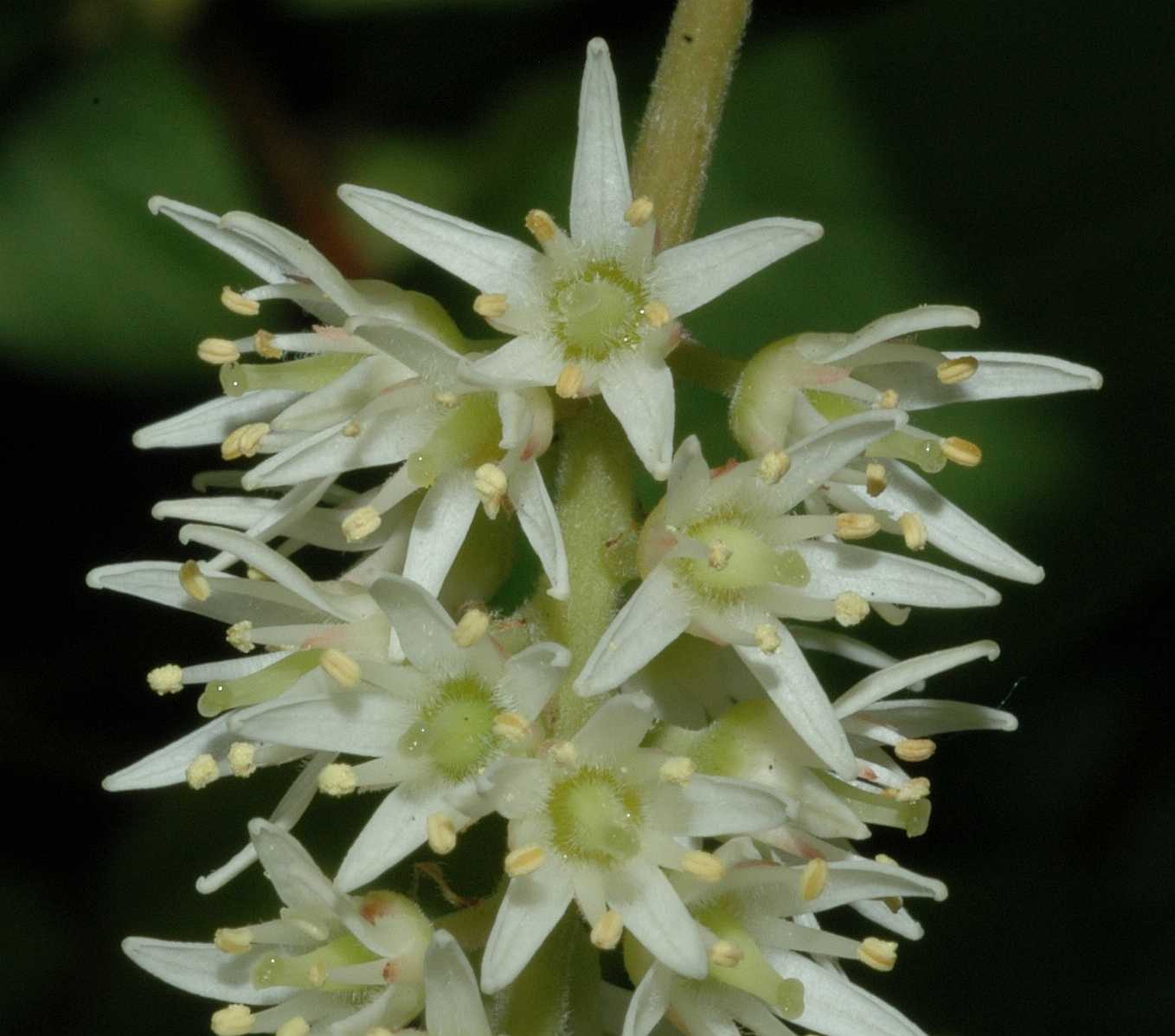Iteaceae Itea virginica