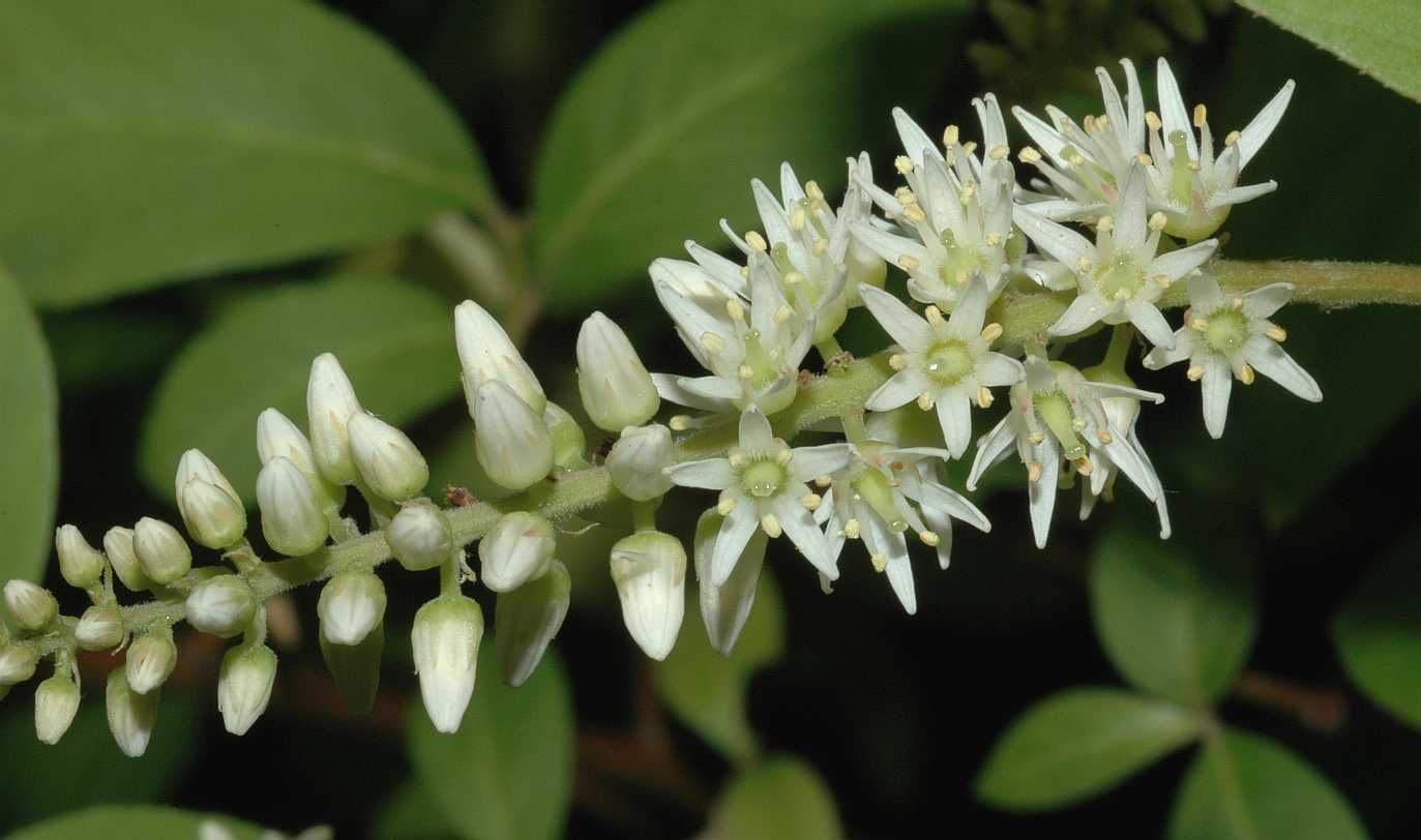 Iteaceae Itea virginica