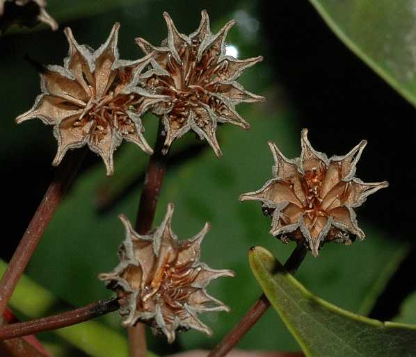 Trochodendraceae Trochodendron aralioides