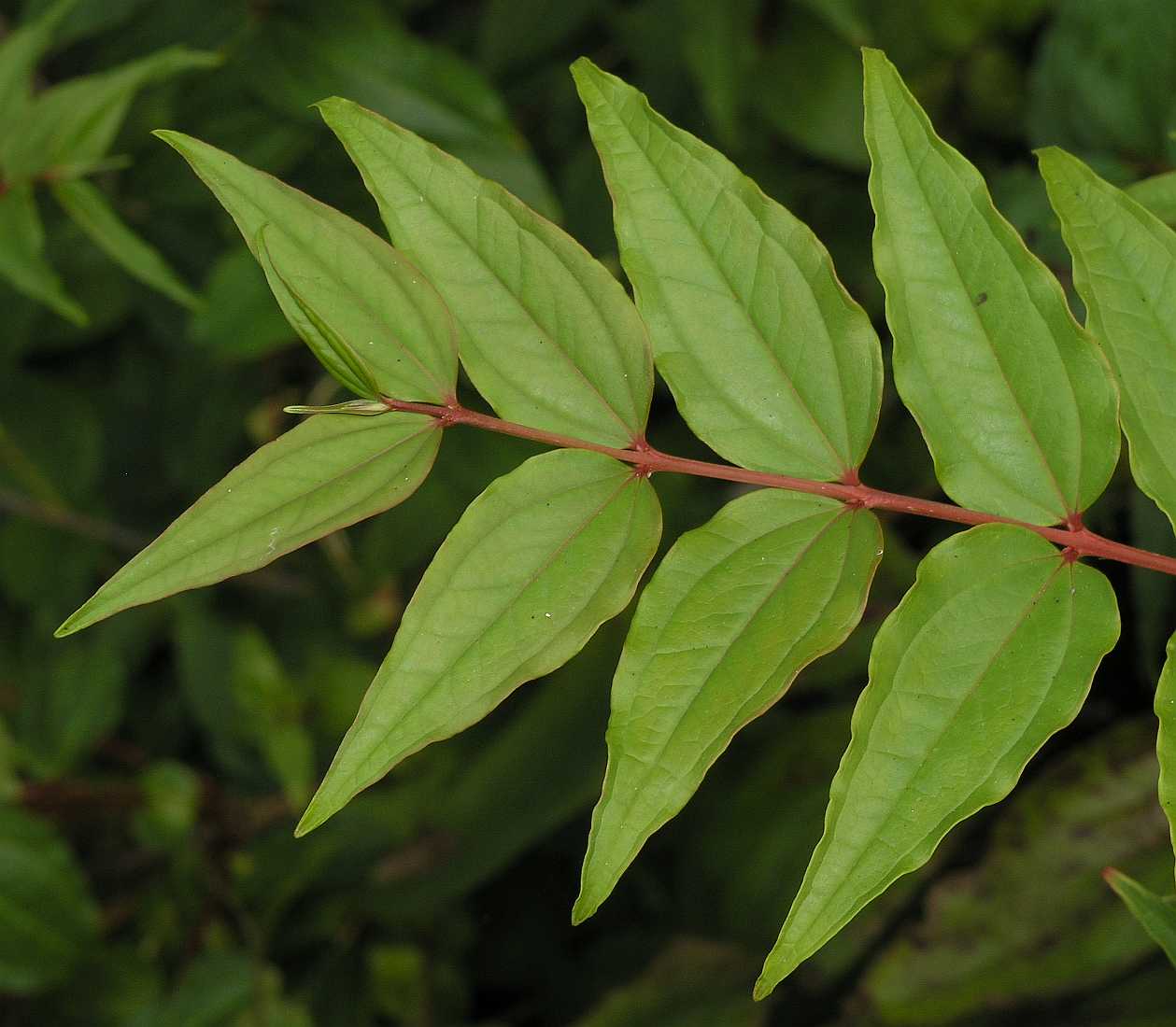 Coriariaceae Coriaria myrtifolia