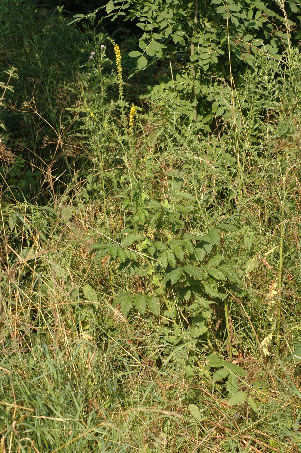 Rosaceae Agrimonia eupatoria
